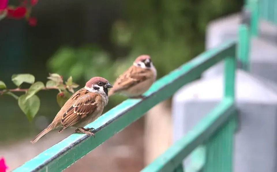 Eurasian tree sparrows can be spotted by the black markings on their heads.