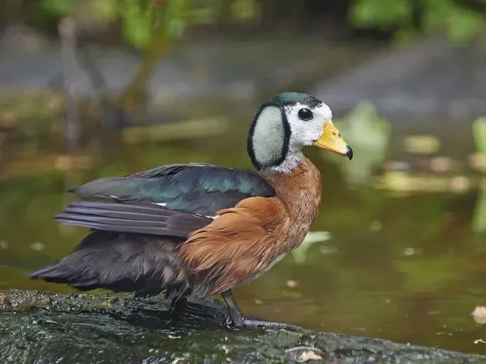 The African pygmy goose is the smallest African wildfowl.