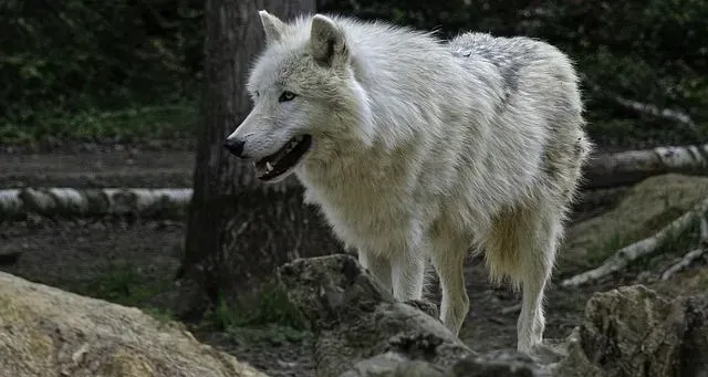 The Arctic white wolf adapts easily to its surroundings with versatility.