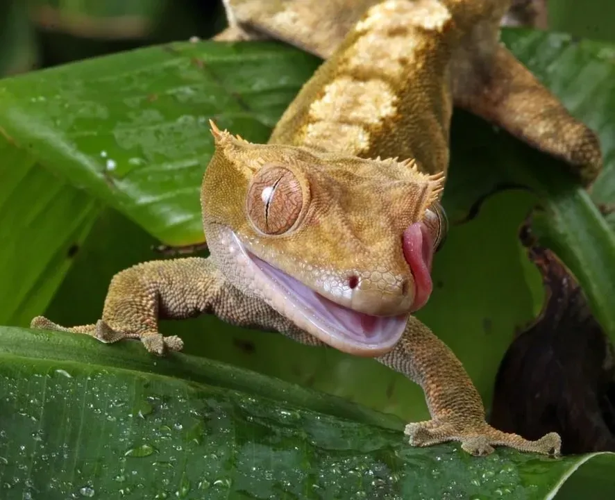 Crested Gecko facts are informative.