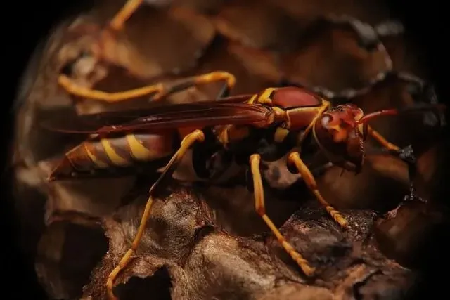 Close up of a Northern paper wasp and more interesting facts about it