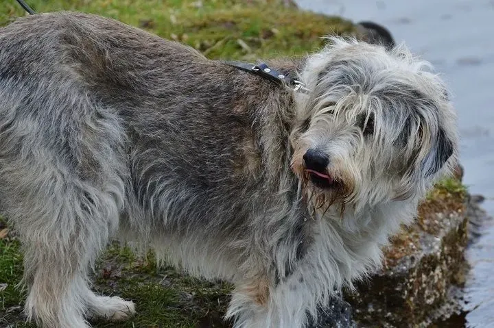 Scottish deerhound facts are about the royal dog of Scotland. 