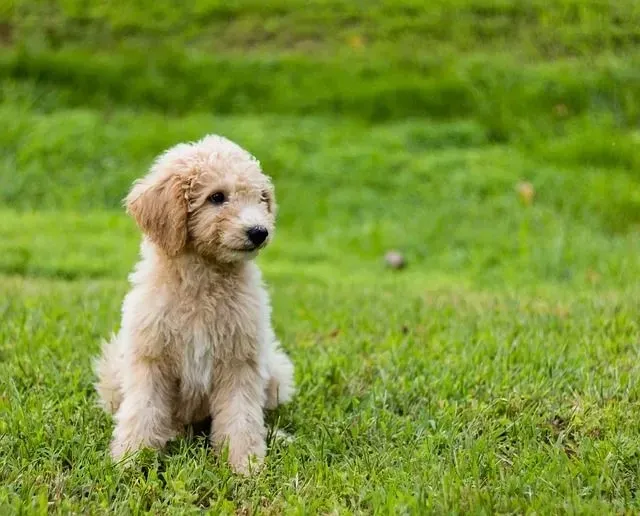 One of the sizes of goldendoodles is a medium goldendoodle. They are widely preferred designer dogs.