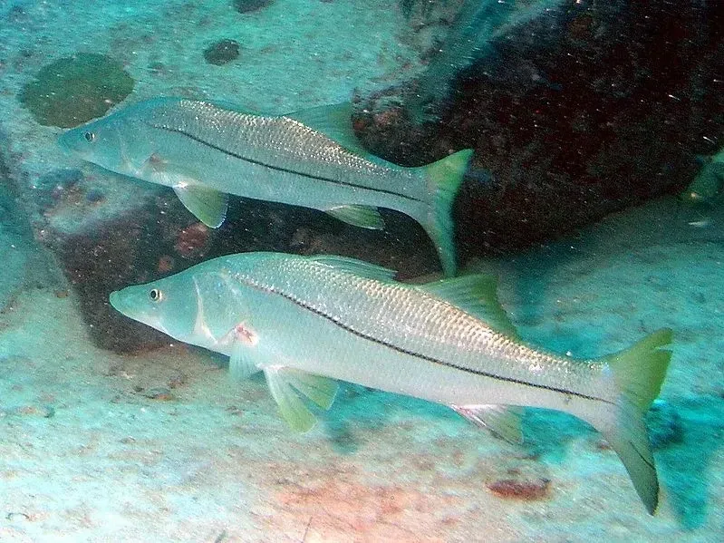 Common snook is a popular game fish.