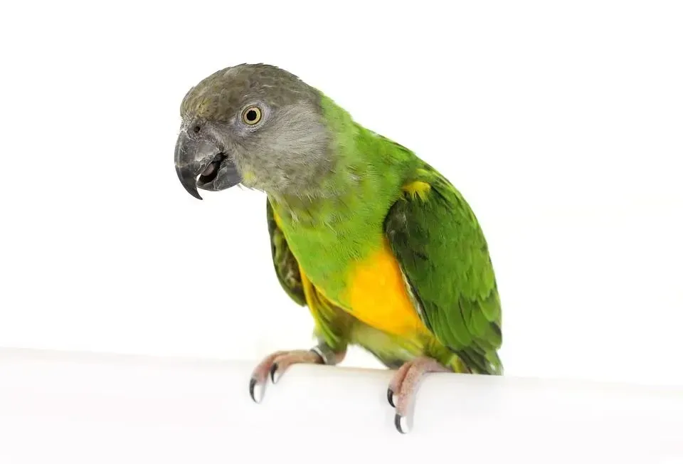 A Senegal parrot's price may be a tad bit expensive.
