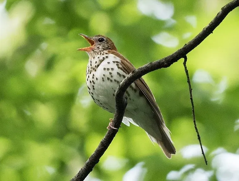 Wood Thrush Facts are fun to learn more about.