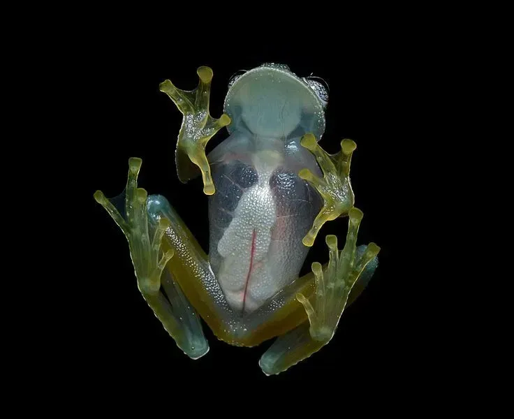 Glass Frogs possess a very distinctive colour.