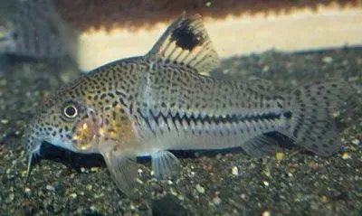 Cory catfish are active during the day.