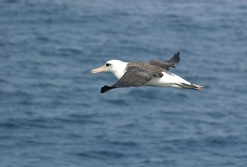 A Laysan albatross is white with dark wings and dark markings.
