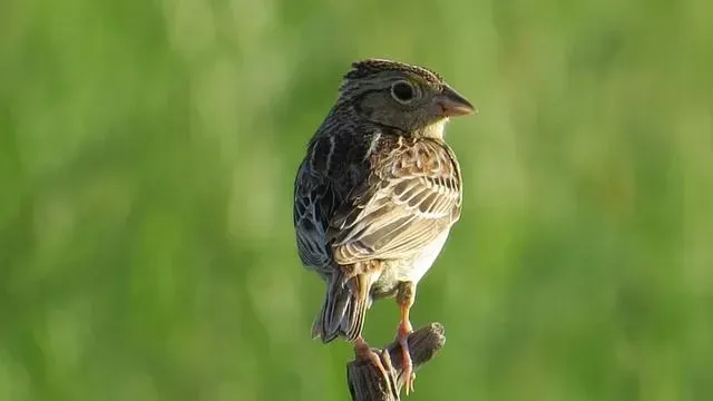 Grasshopper sparrow males sing songs and perform hovering flight displays to attract females