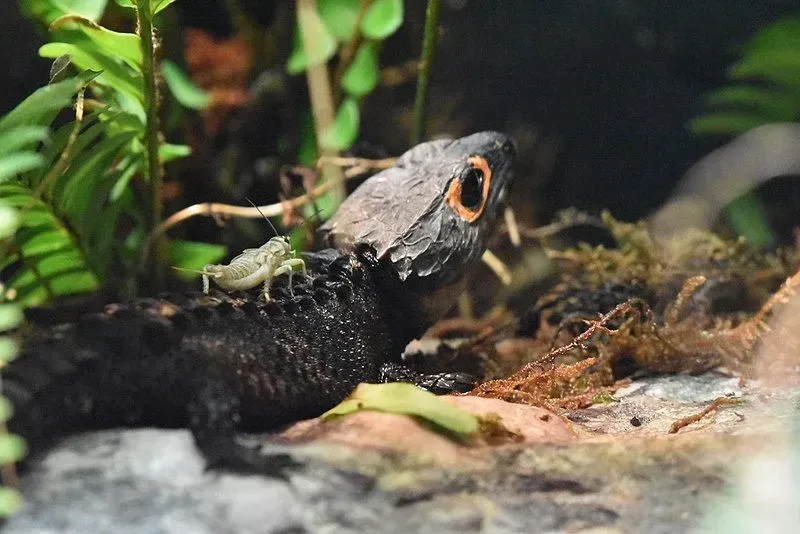 Red-Eyed Crocodile Skinks are not to be held in hand frequently, as they do not like to interact.