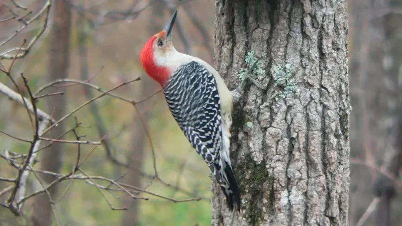 Red-bellied woodpecker facts include that it has a blush of red on its belly.