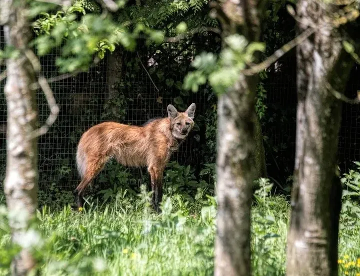 The Maned wolf habitat can be discovered with these Maned wolf facts.
