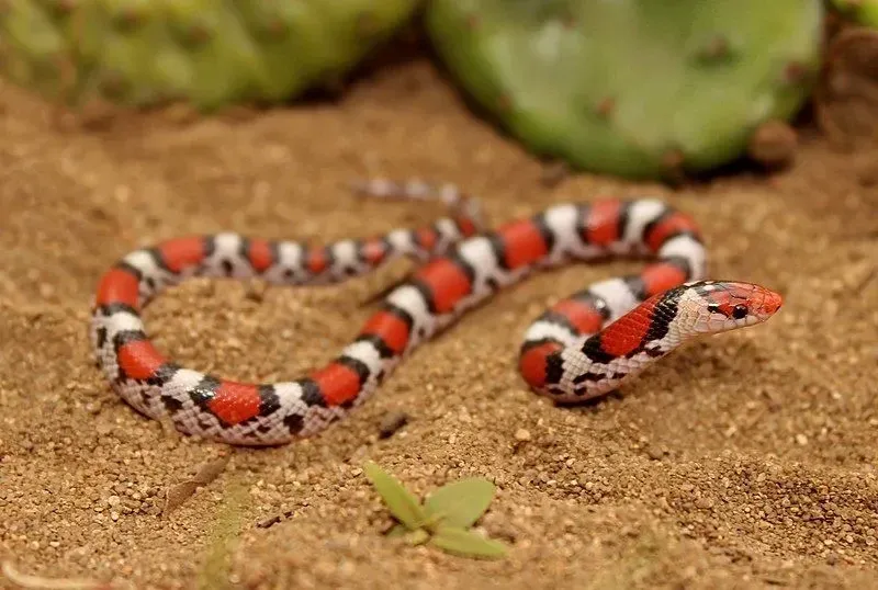 Scarlet snakes can seem quite colorful.