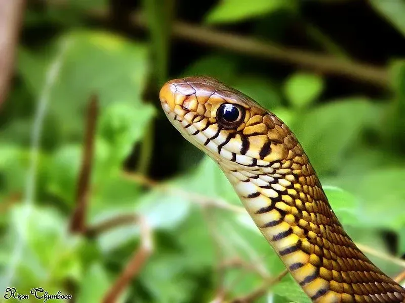 Yellow rat snakes are found along the coast in North Carolina.