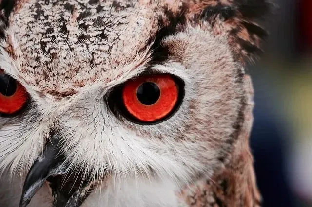A red owl has spots towards their tail.