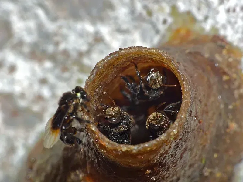 Stingless bees are Not Extinct, but human development is a major threat.