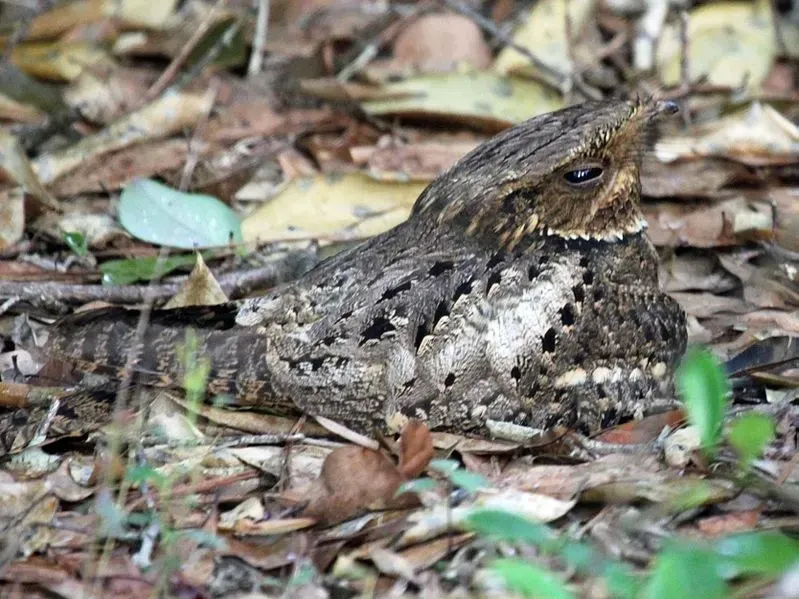 The Chuck-Will's-Widow, Antrostomus carolinensis, are the largest of the nightjar birds.