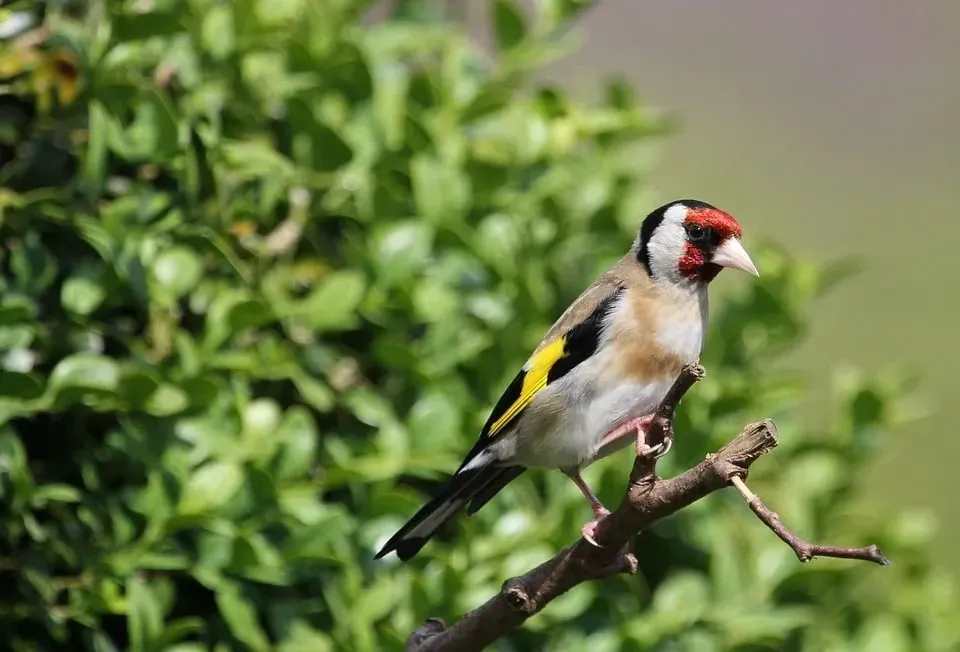 European goldfinch has a unique head pattern with a red-colored face.