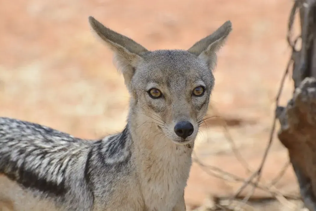 Things you didn't know about a jackal - Canis aureus