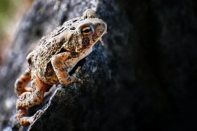 Toads can be poisonous and secrete poison through their glands and skin.