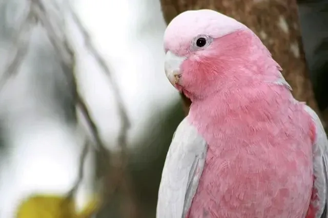 Pink cockatoos have a large yellow and red-colored crest.