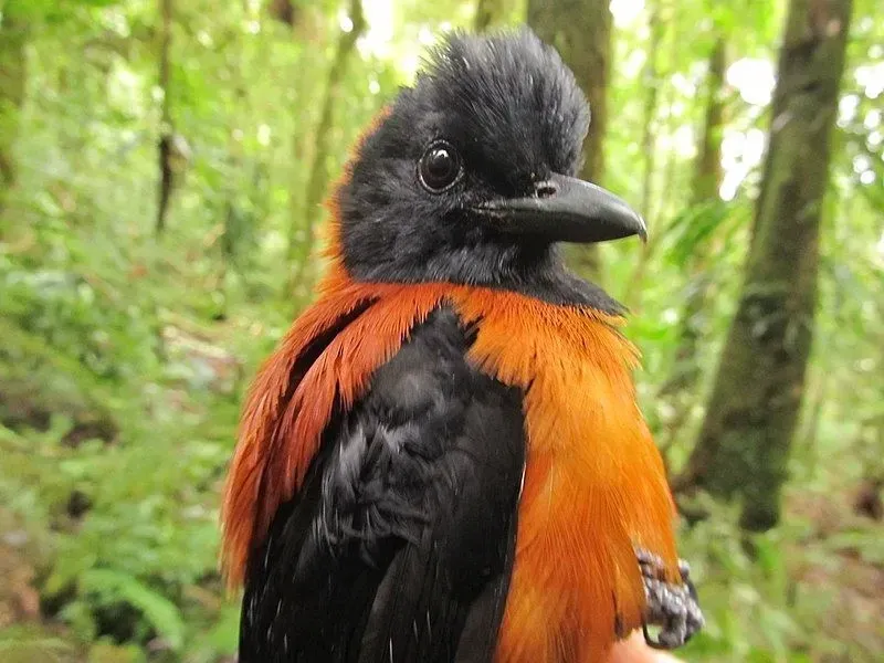 Hooded pitohui facts are fun to read.