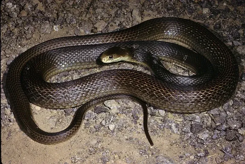 The coastal taipan is found in New South Wales.