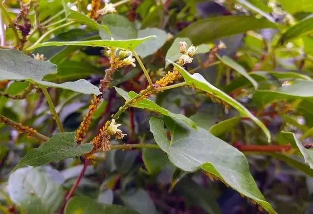 Oleander aphids form and live in colonies, most commonly on oleander and milkweed plants.