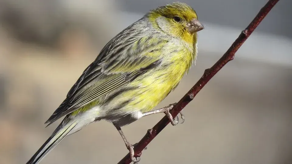 The Atlantic Canary is a small songbird found mostly in Spain and is very pretty to look at.