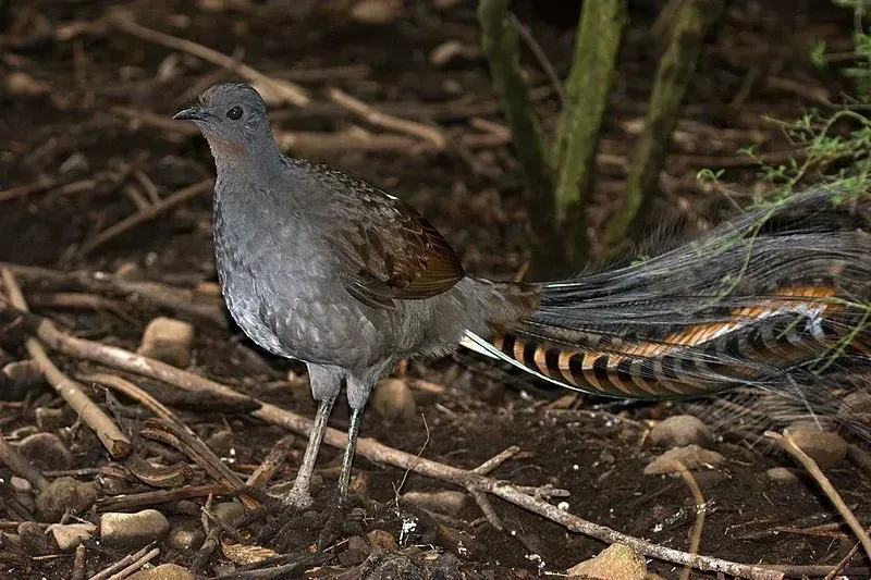 The superb lyrebird has a unique tail with dark brown and silver patterned colors.