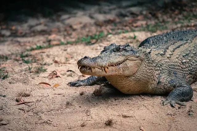 Saltwater crocodiles are formidable predators.