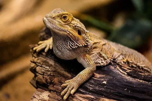 Bearded dragons required a good amount of UV rays, sunlight, and moisture too.