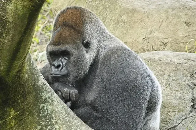 Interesting western lowland gorilla facts that will amaze you.