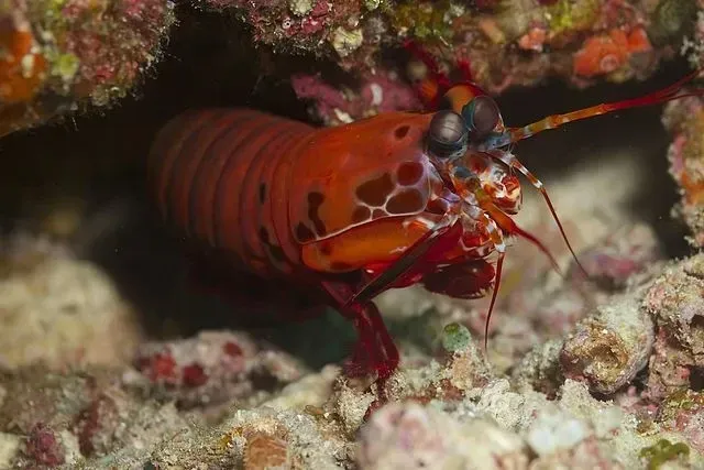 Facts about peacock mantis shrimp adaptations are interesting!