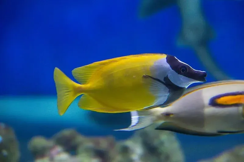 Foxface rabbitfish is a part of millions of fish living on the corals in saltwater.