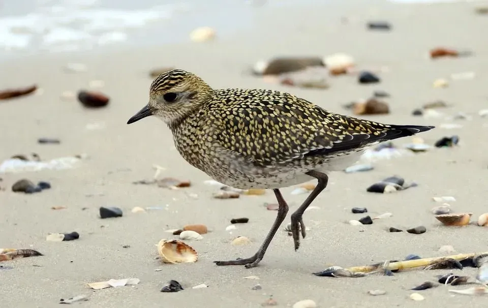 American golden plovers are similar to Pacific golden plover.