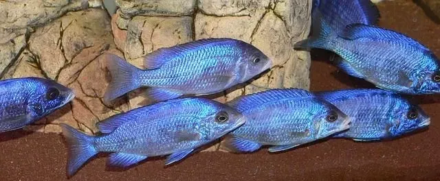 Blue damselfish have a glow-like skin with small scales.