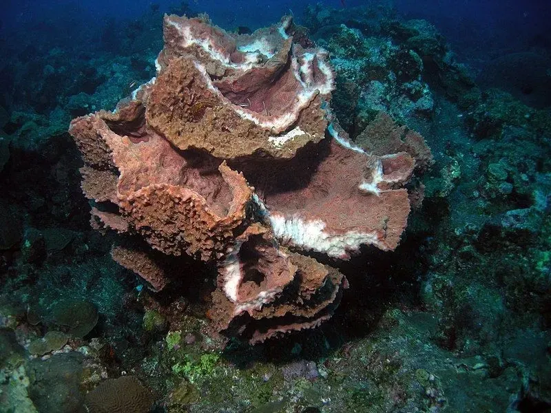 A giant barrel sponge usually thrives alone and is called 'the redwood of the ocean'.