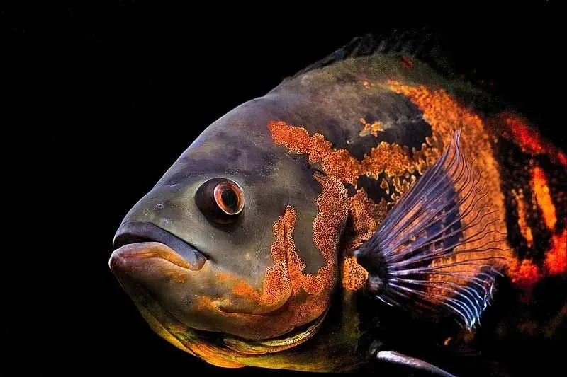 Oscar fishes come in a variety of different colors.