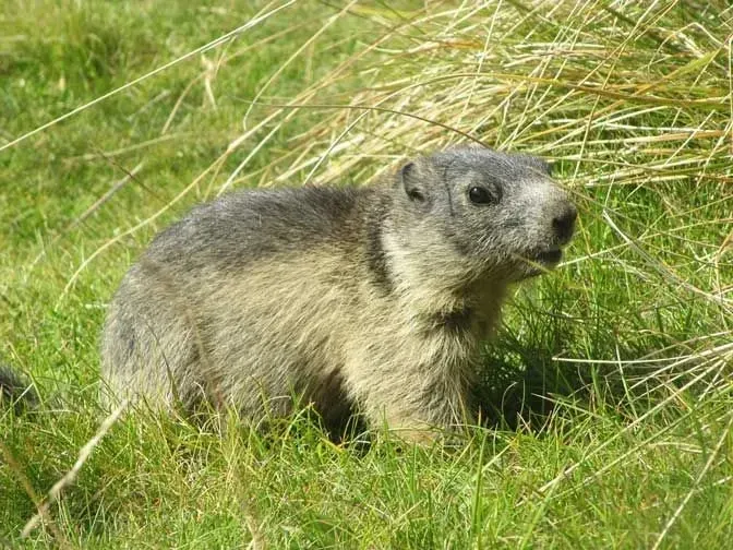 Alpine marmot facts are fun to learn.