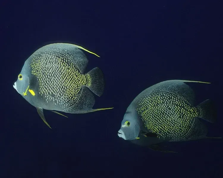 French angelfish live in reef habitats in the ocean.