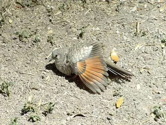 Inca doves are extremely cute.