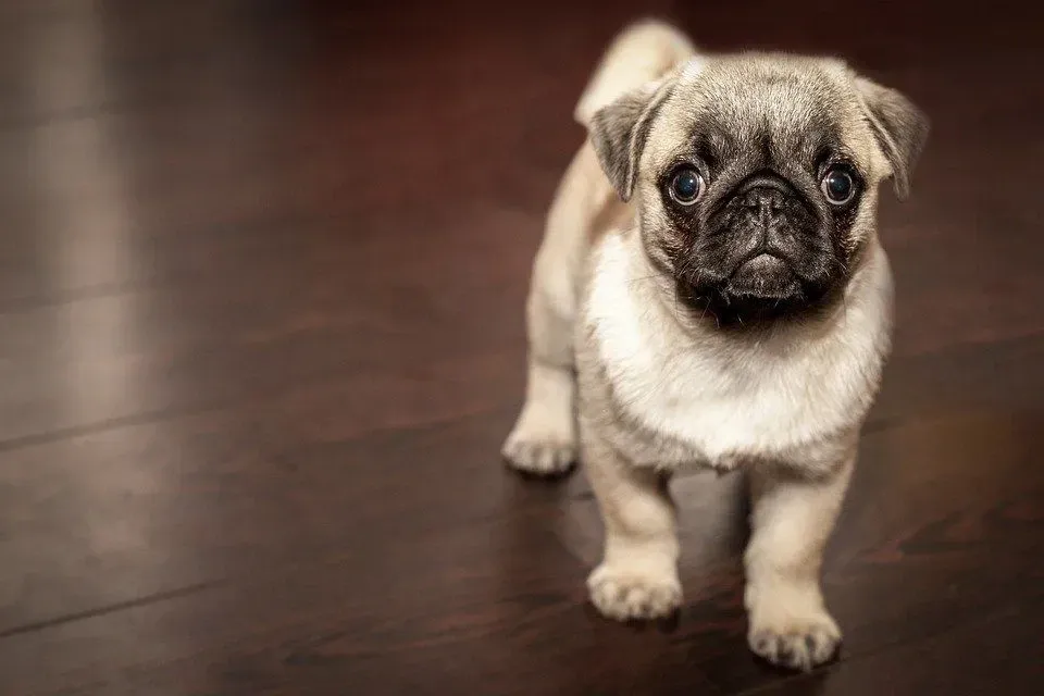 Pugs are an ancient breed that are famous for their facial wrinkles.