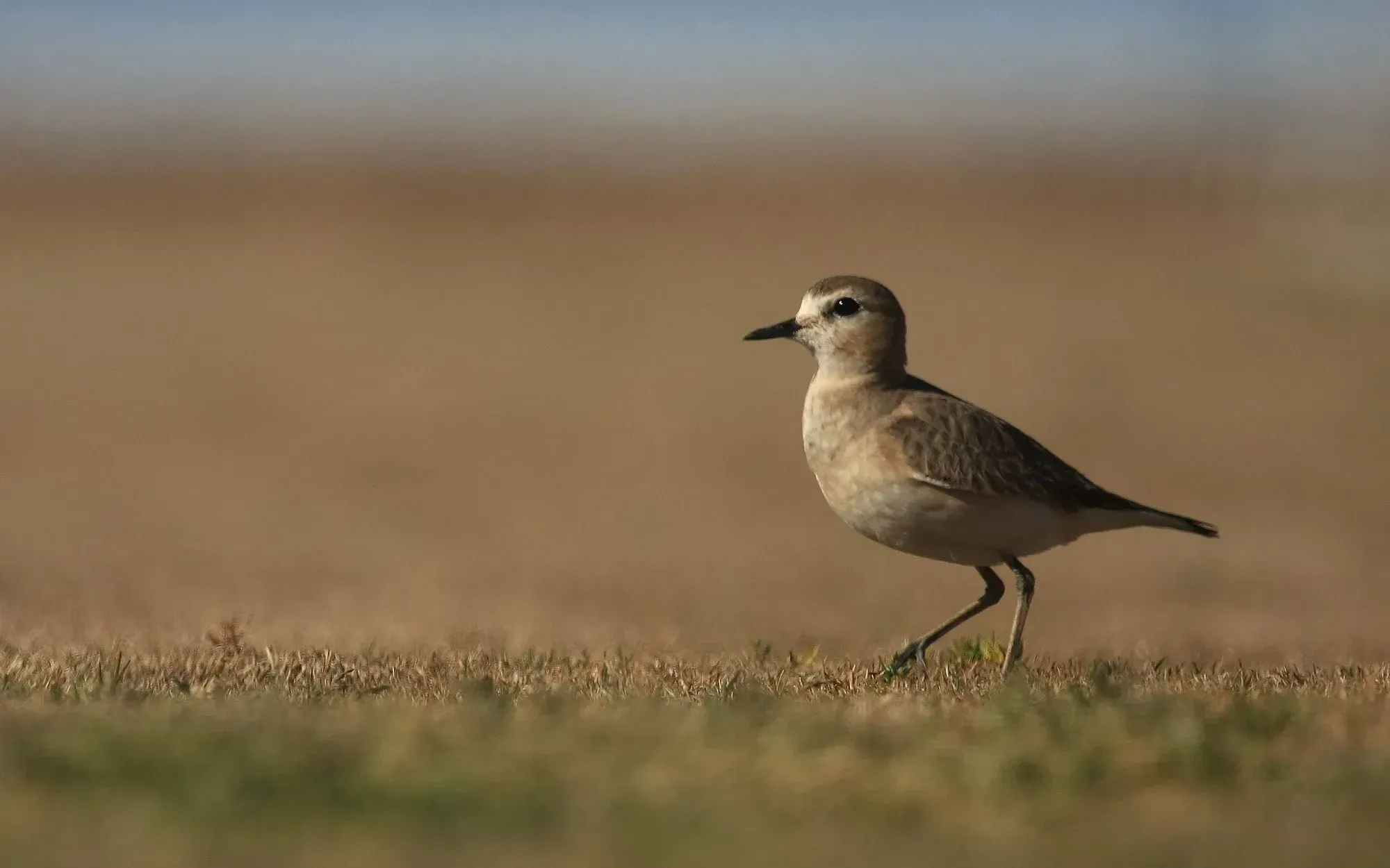A mountain plover in a field.