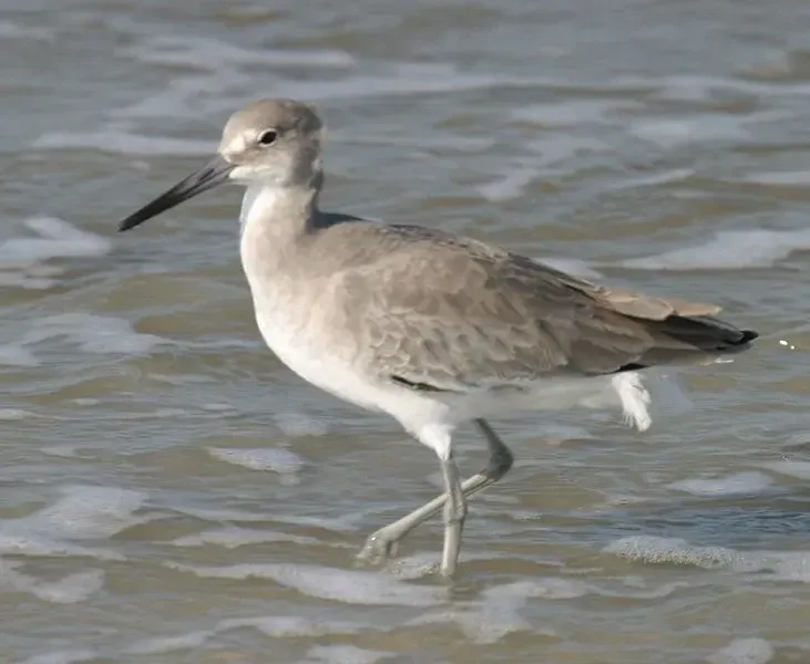 Willet bird prefers to feed on small fish, worms, and insects.