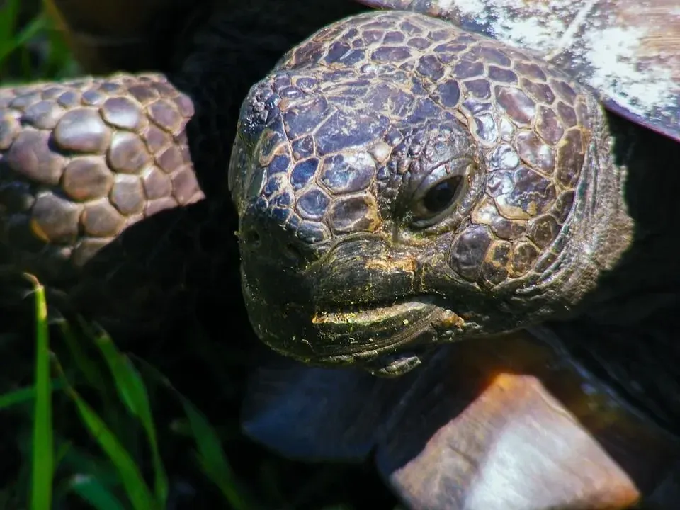 Close-up of the face of a Gopher tortoise.