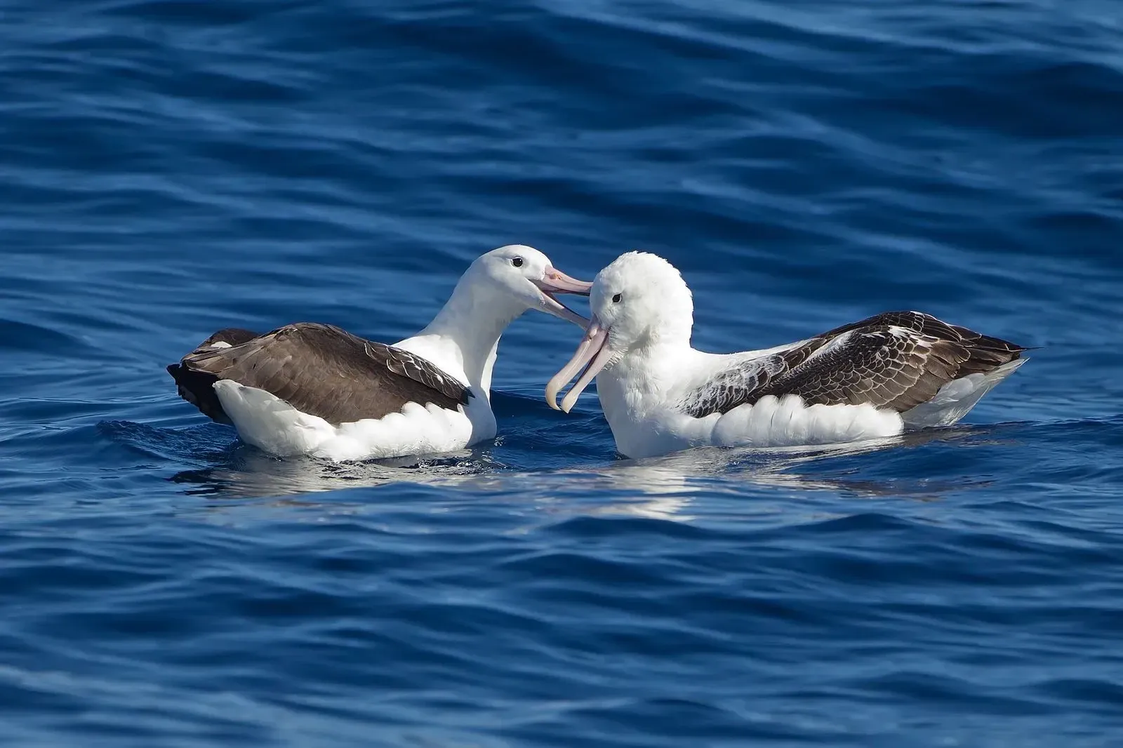 The average wingspan of this albatross population measures the length of a tiger.
