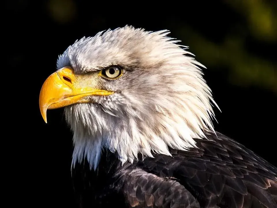 Close-up on the face of an eagle.