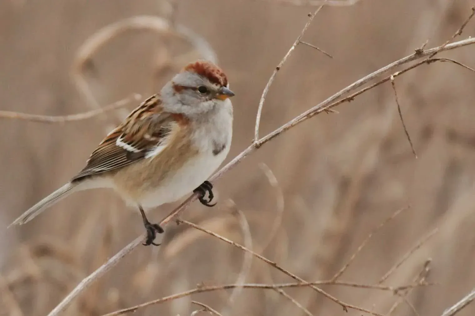 An American tree sparrow on a branch.